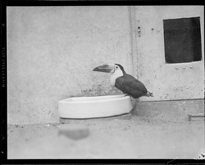 Toucan