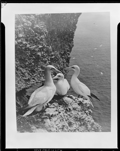 Shore bird
