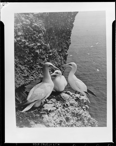Shore bird