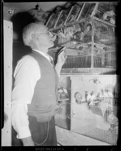 Canary raiser, Quincy