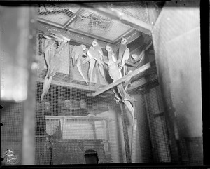 Canaries of canary raiser, Quincy