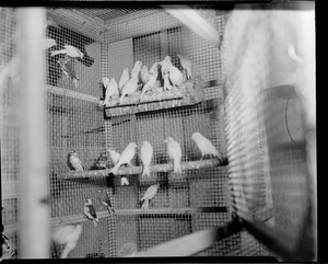 Canaries of canary raiser, Quincy