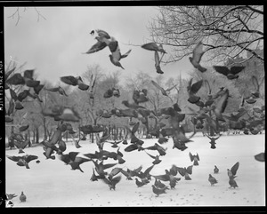 Flock of pigeons