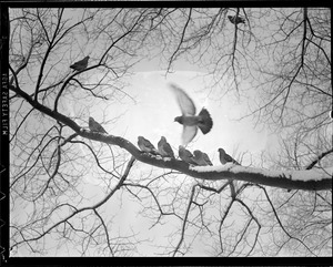 Flock of pigeons