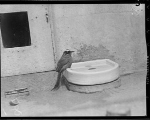 Strange bird in zoo