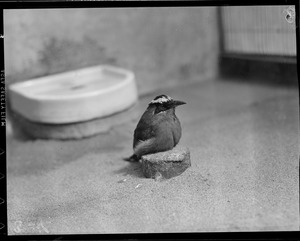 Strange bird in zoo