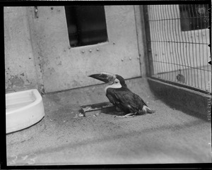 Bird with large beak, in zoo