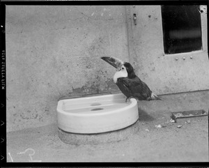 Bird with large beak, in zoo