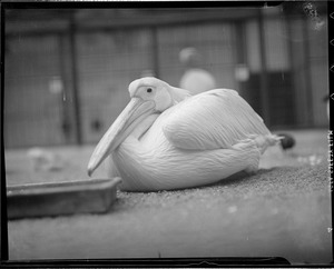 Bird, possibly pelican