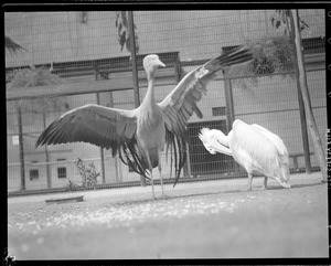 Two birds (one possibly a pelican)
