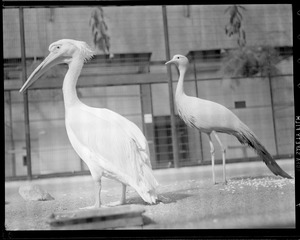 Two birds (one possibly a pelican)