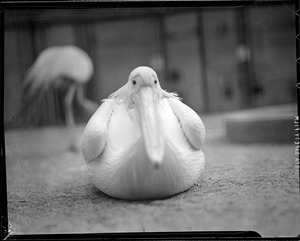 Bird (possibly pelican)