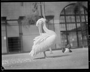 Bird (possibly pelican)