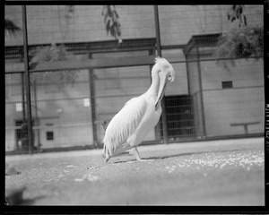 Bird (possibly pelican)