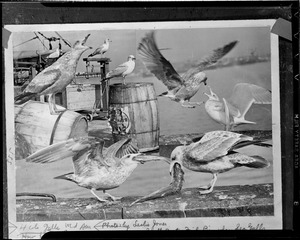 Seagulls fighting for fish