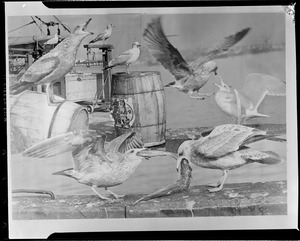 Seagulls fighting for fish