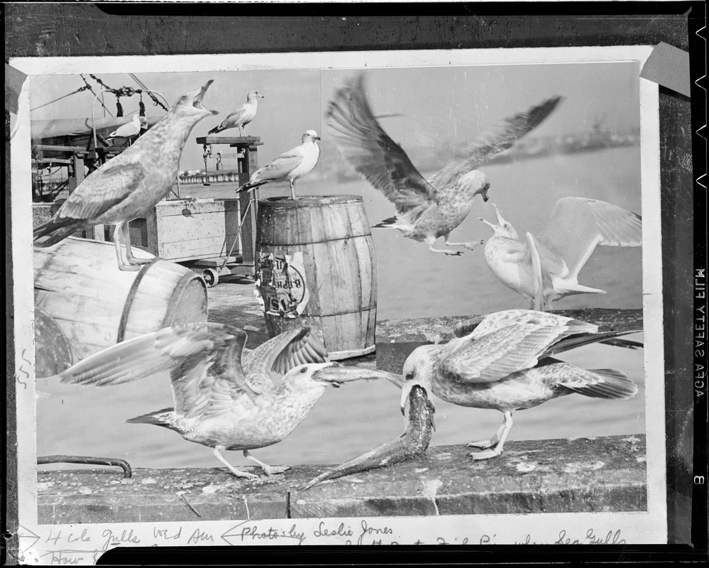 Seagulls fighting for fish