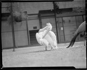 Large bird (possibly pelican)
