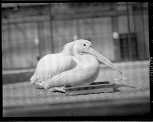 Large bird (possibly pelican)