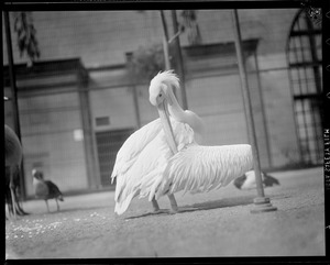Large bird (possibly pelican)