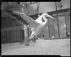 Large bird (possibly pelican)