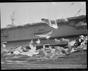 Seagulls feed near aircraft carrier