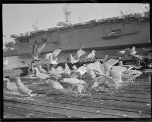 Seagulls feed near aircraft carrier