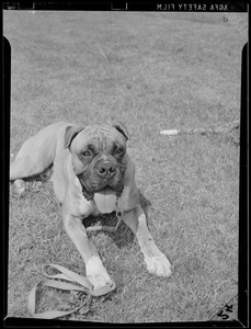 Mastiff?