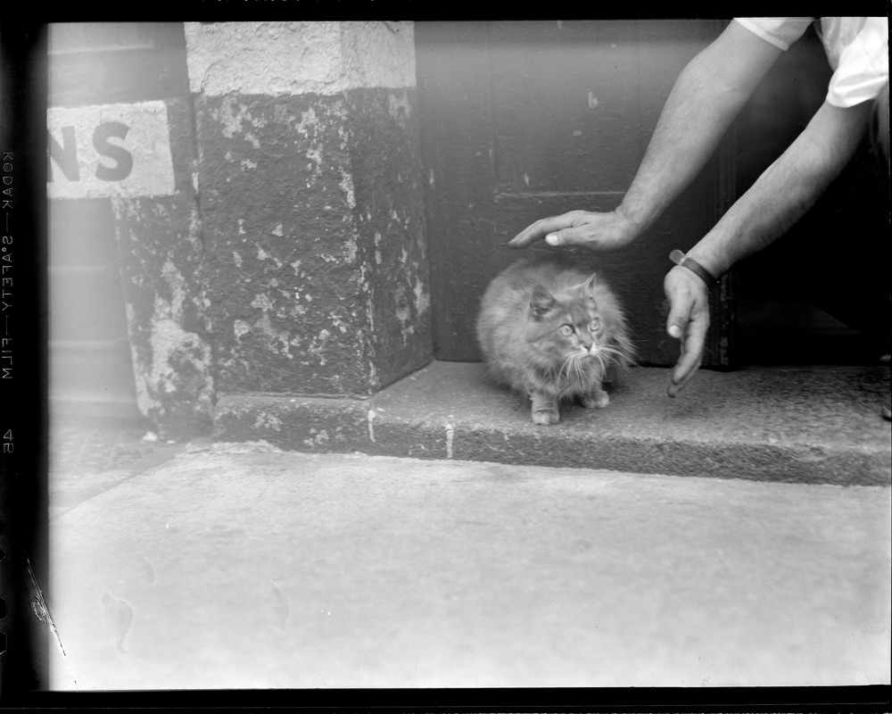 15 year old cat Fluffy owner Hollis Drug Co. Union Street