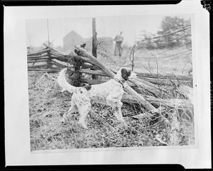 English setter Tinker's Bob one of the entries in the 23rd annual field trials of the English Setter Club of America at Medford, NJ.