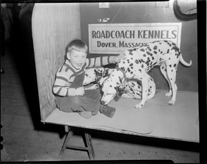 Boy with two Dalmatians from the Roadcoach Kennels in Dover, at the dog show