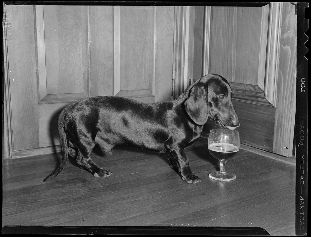 Dachshund drinking from water glass