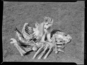 Dog poses with bones
