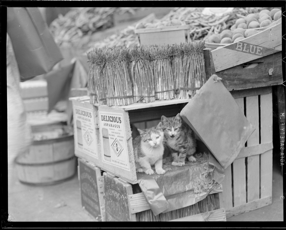 Two kittens at the market (See American Crabmeat Co. contest)