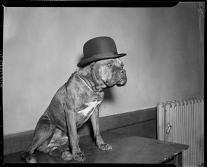 Dog in bowler hat