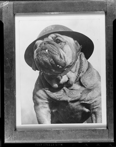 Bulldog with hat