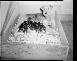 Terrier with puppies