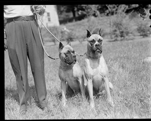 Man with dogs (mastiffs?)