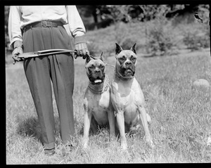 Man with dogs (mastiffs?)