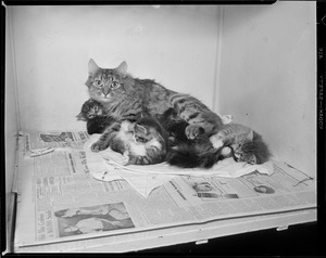 Mother with kittens, probably shelter