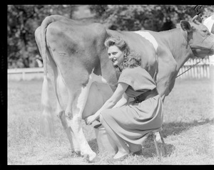 Woman milks cow