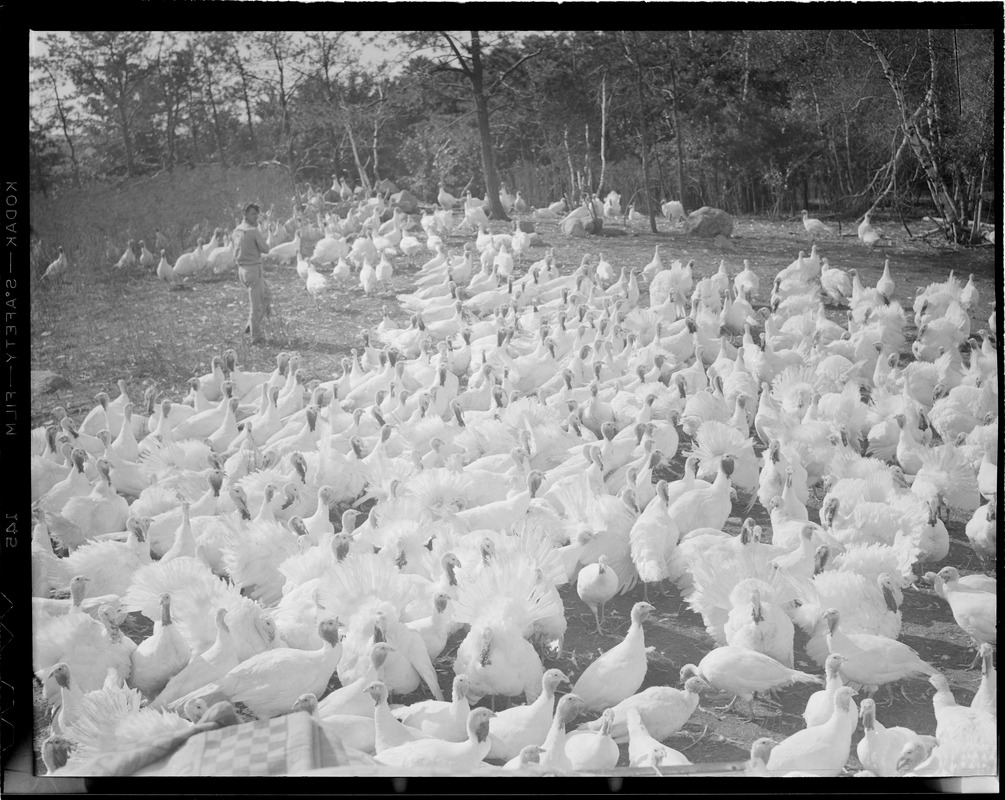 Turkeys at Pine Hill Turkey Farm, 2938 Mass. Ave., Lexington V02-2388. Bedford airport exit off of 128. Owner is Arthur Hindo, 12,000 birds.