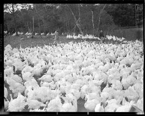 Turkeys at Pine Hill Turkey Farm, 2938 Mass. Ave., Lexington V02-2388. Bedford airport exit off of 128. Owner is Arthur Hindo, 12,000 birds.