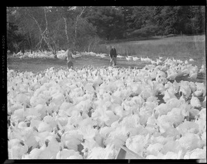 Turkeys at Pine Hill Turkey Farm, 2938 Mass. Ave., Lexington V02-2388. Bedford airport exit off of 128. Owner is Arthur Hindo, 12,000 birds.