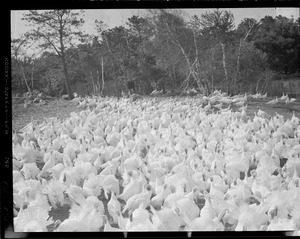 Turkeys at Pine Hill Turkey Farm, 2938 Mass. Ave., Lexington V02-2388. Bedford airport exit off of 128. Owner is Arthur Hindo, 12,000 birds.