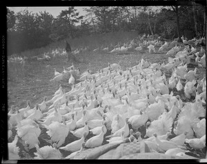 Turkeys at Pine Hill Turkey Farm, 2938 Mass. Ave., Lexington V02-2388. Bedford airport exit off of 128. Owner is Arthur Hindo, 12,000 birds.
