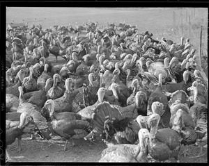 Turkeys