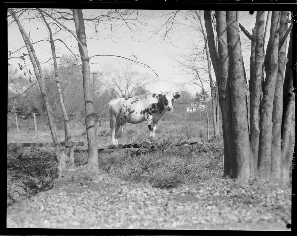 Cow in wooded pasture