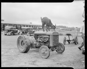 Goat on a tractor