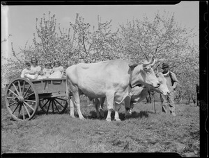 Team of oxen pulling cart with children